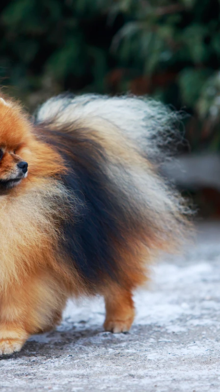 Incontro conoscitivo tra dogsitter e proprietario a Roma.