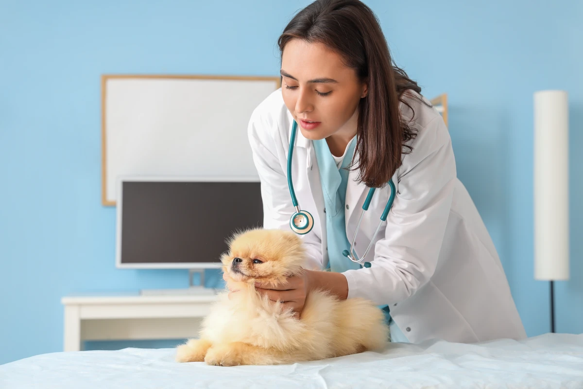 Ecocardiografia nei cuccioli