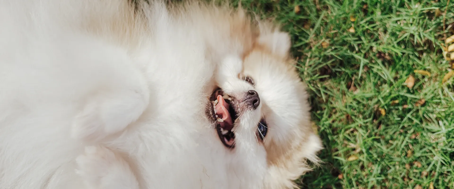 A Pomeranian and their owner during a canine coaching session in Rome, utilising gentle and positive methods.