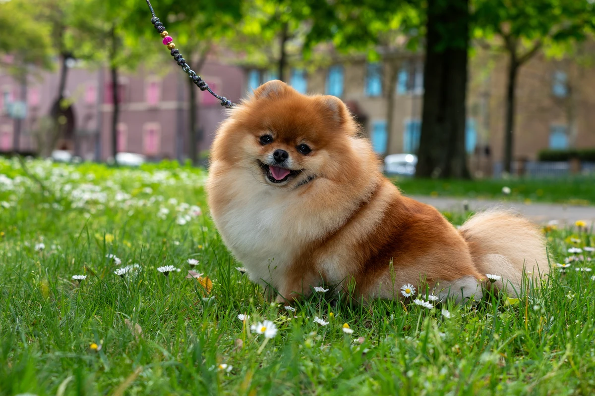 Educazione Pomerania Roma