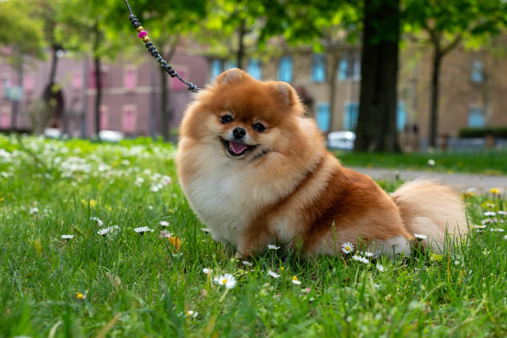 Educatore cinofilo interagisce con un Pomerania during una sessione di educazione basata sul rinforzo positivo a Roma.