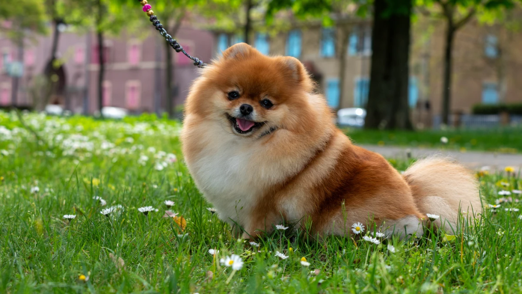 Educatore cinofilo interagisce con un Pomerania during una sessione di educazione basata sul rinforzo positivo a Roma.