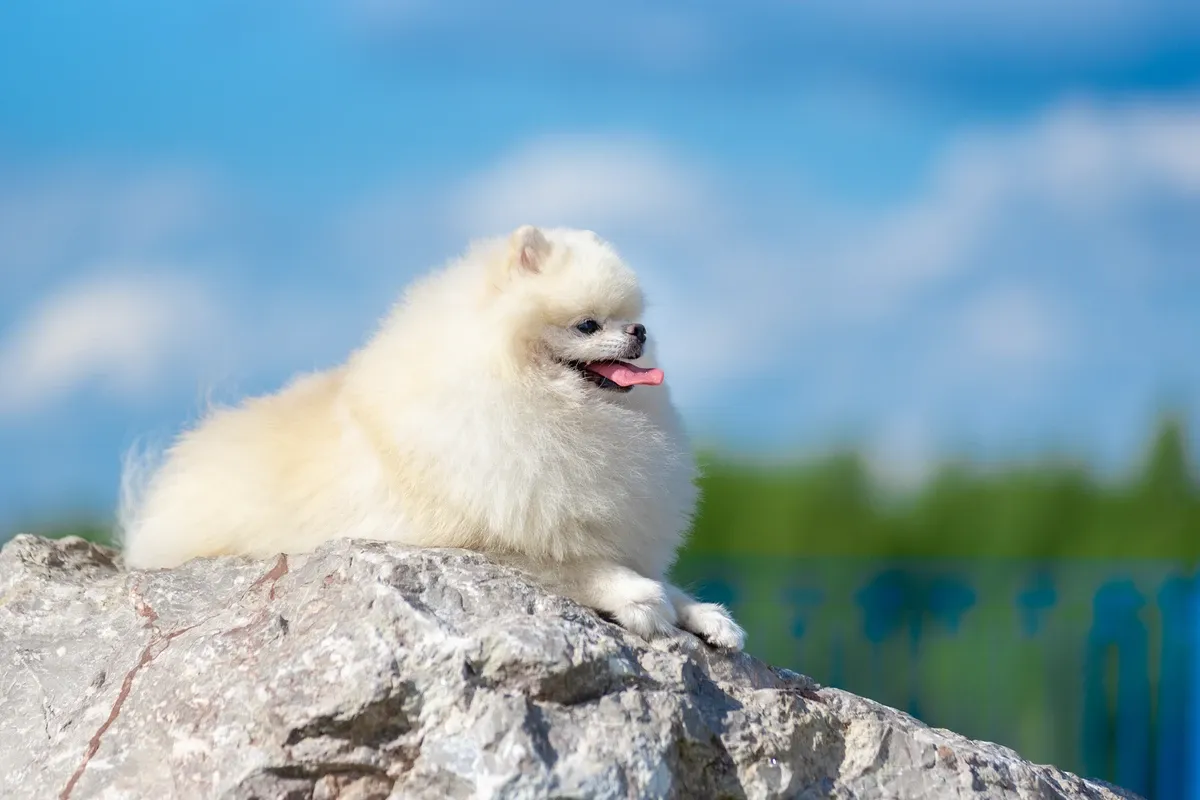 White Pomeranian reclining majestically atop a mountain peak