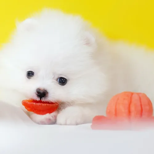 A white Pomeranian puppy enjoying a mandarin