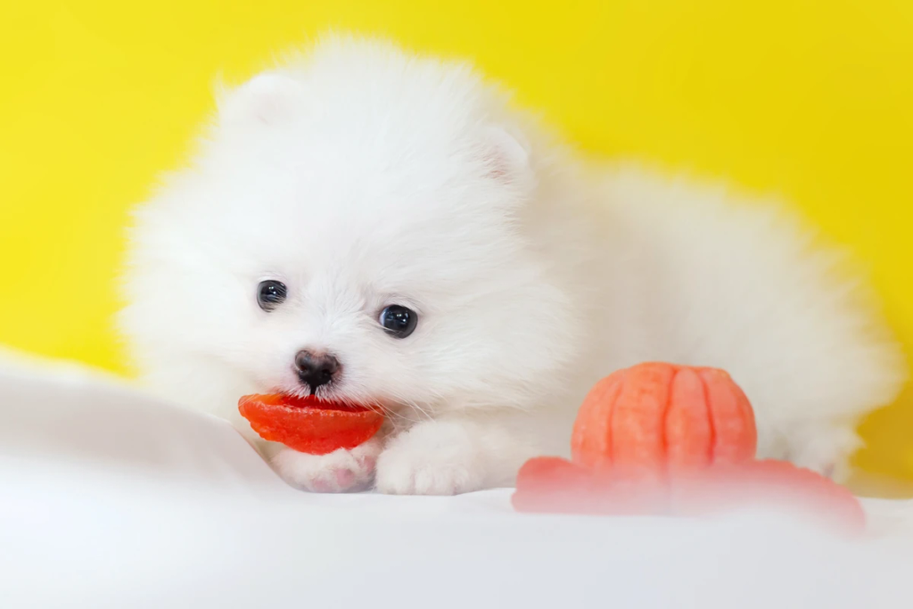 A white Pomeranian puppy enjoying a mandarin