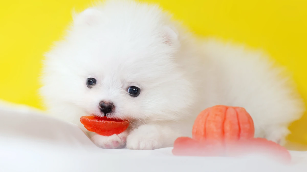 Un cucciolo di Pomerania bianco mangia un mandarino