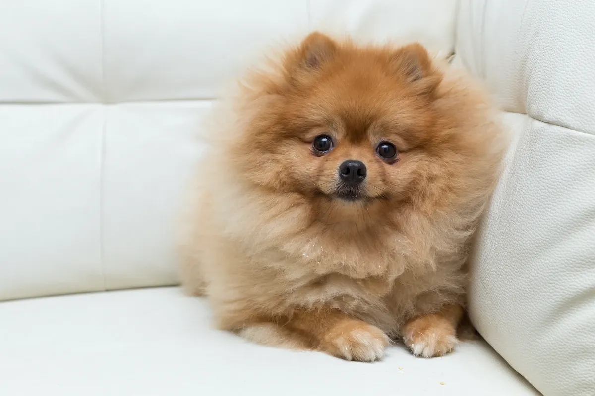 Un Pomerania arancio crema sdraiato su un divano