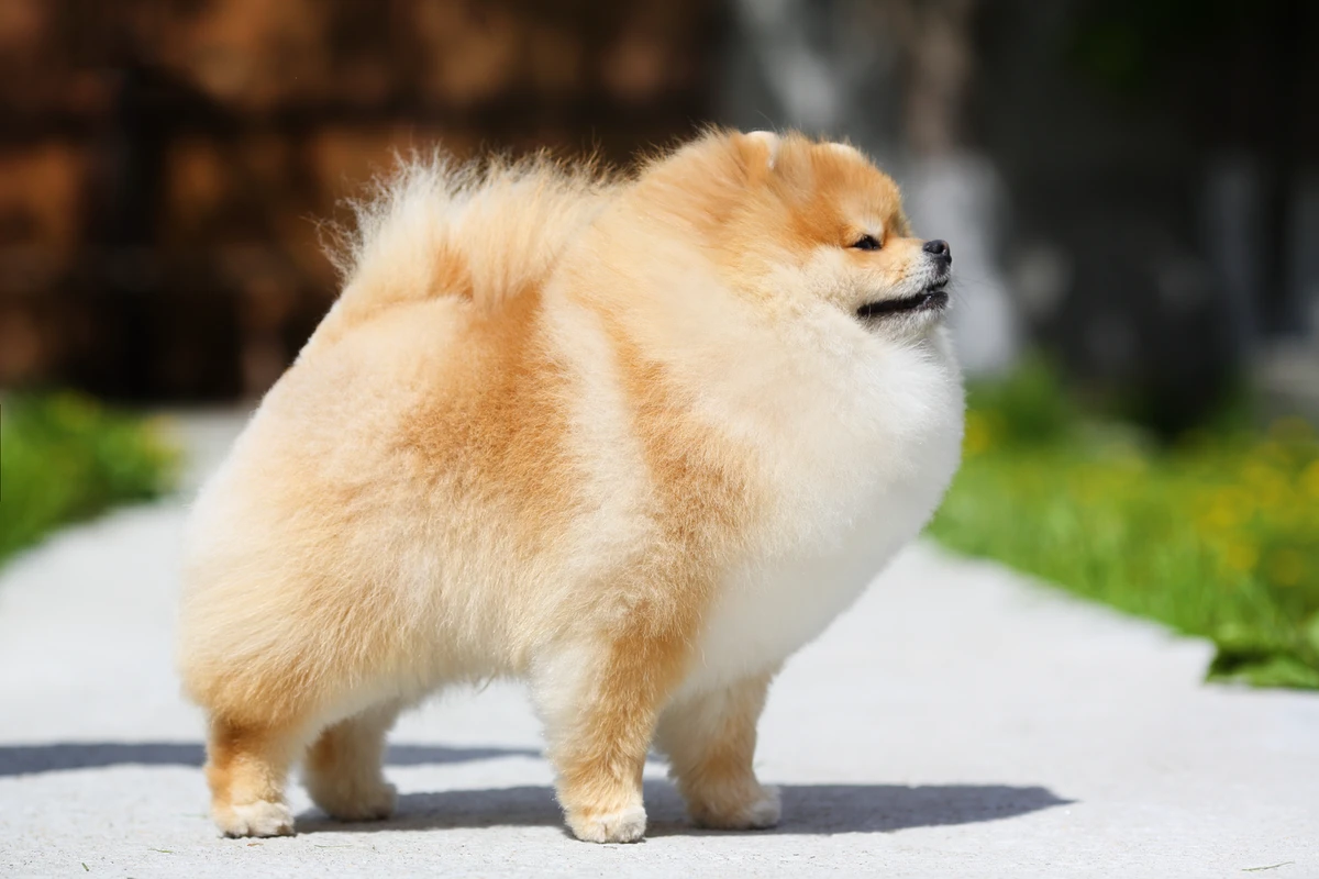 Il pedigree ufficiale ENCI è cruciale nell'allevamento dei Pomerania. Offre una garanzia di qualità e tracciabilità che va oltre un semplice documento, attestando la purezza e garantendo la salute dei cani.