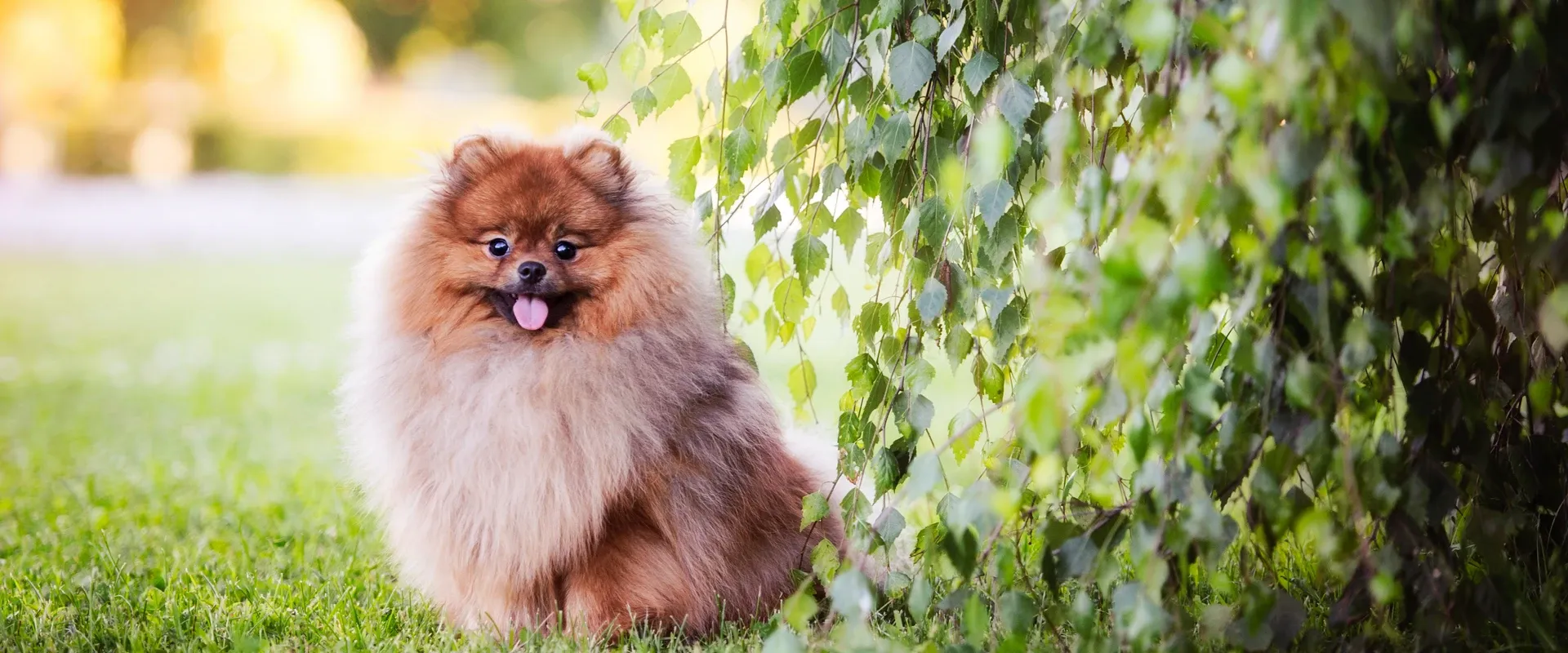Pomerania felice in un ambiente confortevole della pensione a Roma - La tua seconda casa per il tuo Spitz Tedesco Nano.