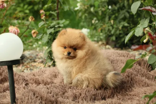 Un Pomerania riposa comodamente nella pensione specializzata a Roma.