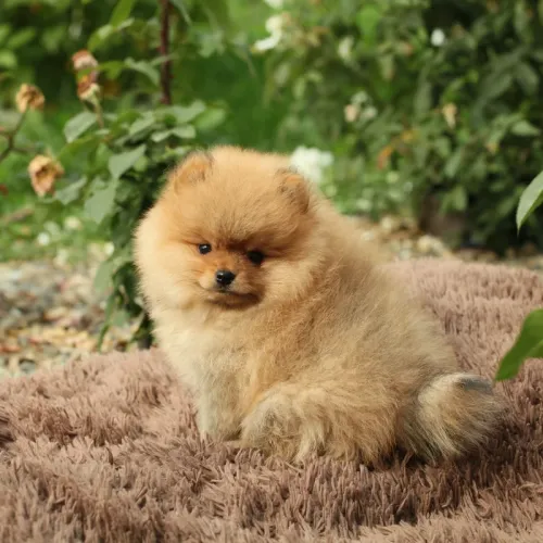 Moments of play and relaxation for a Pomeranian in our Rome boarding estate