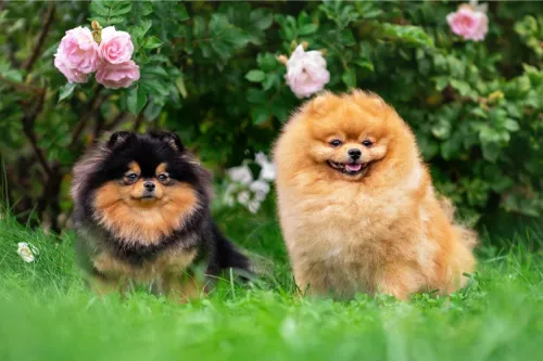 Pomerania felici in un giardino verde