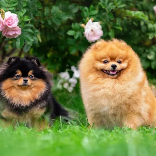 Pomerania felici in un giardino verde