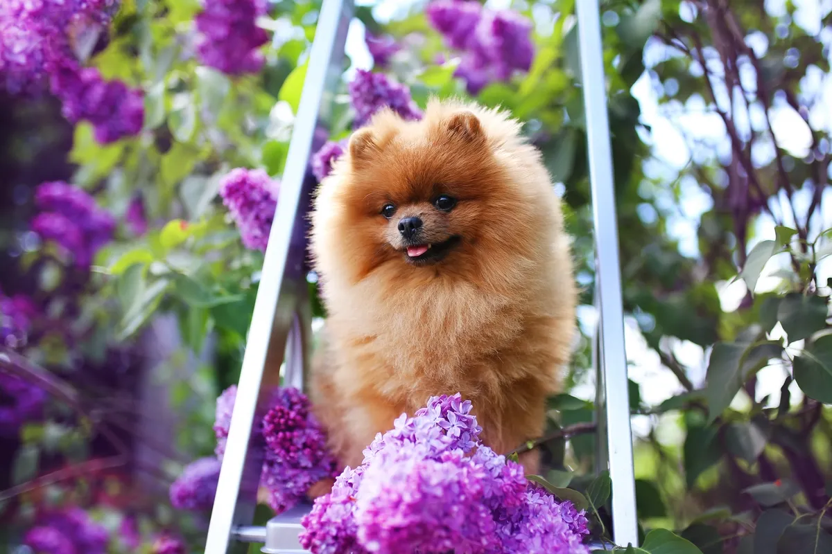 Cucciolo di Pomerania di alta genealogia, simbolo di eccellenza e salute.