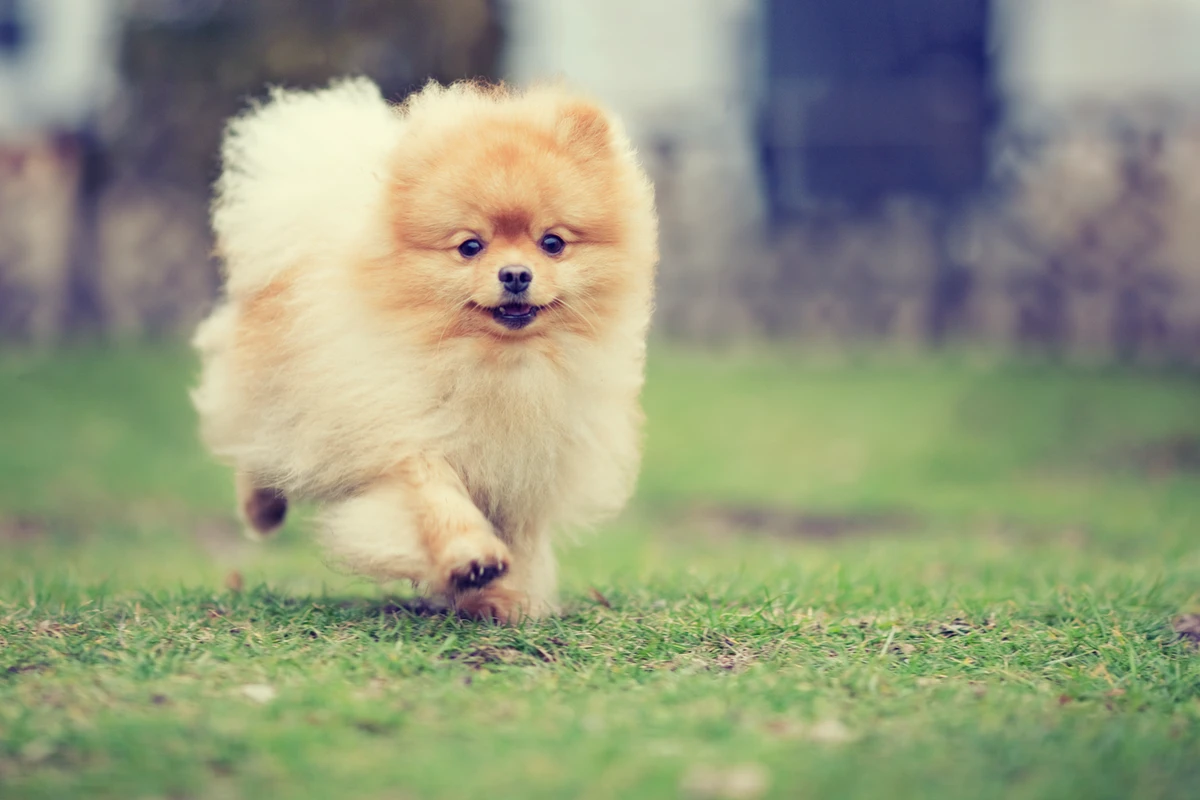 Probiotici per Pomerania