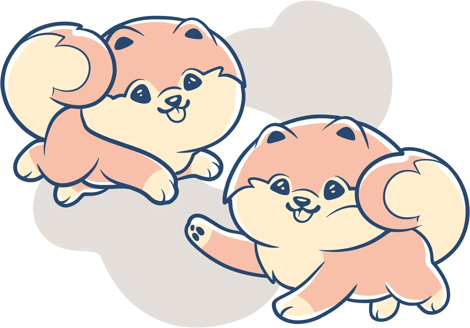 Un riproduttore di Pomerania felice e in salute nel nostro allevamento