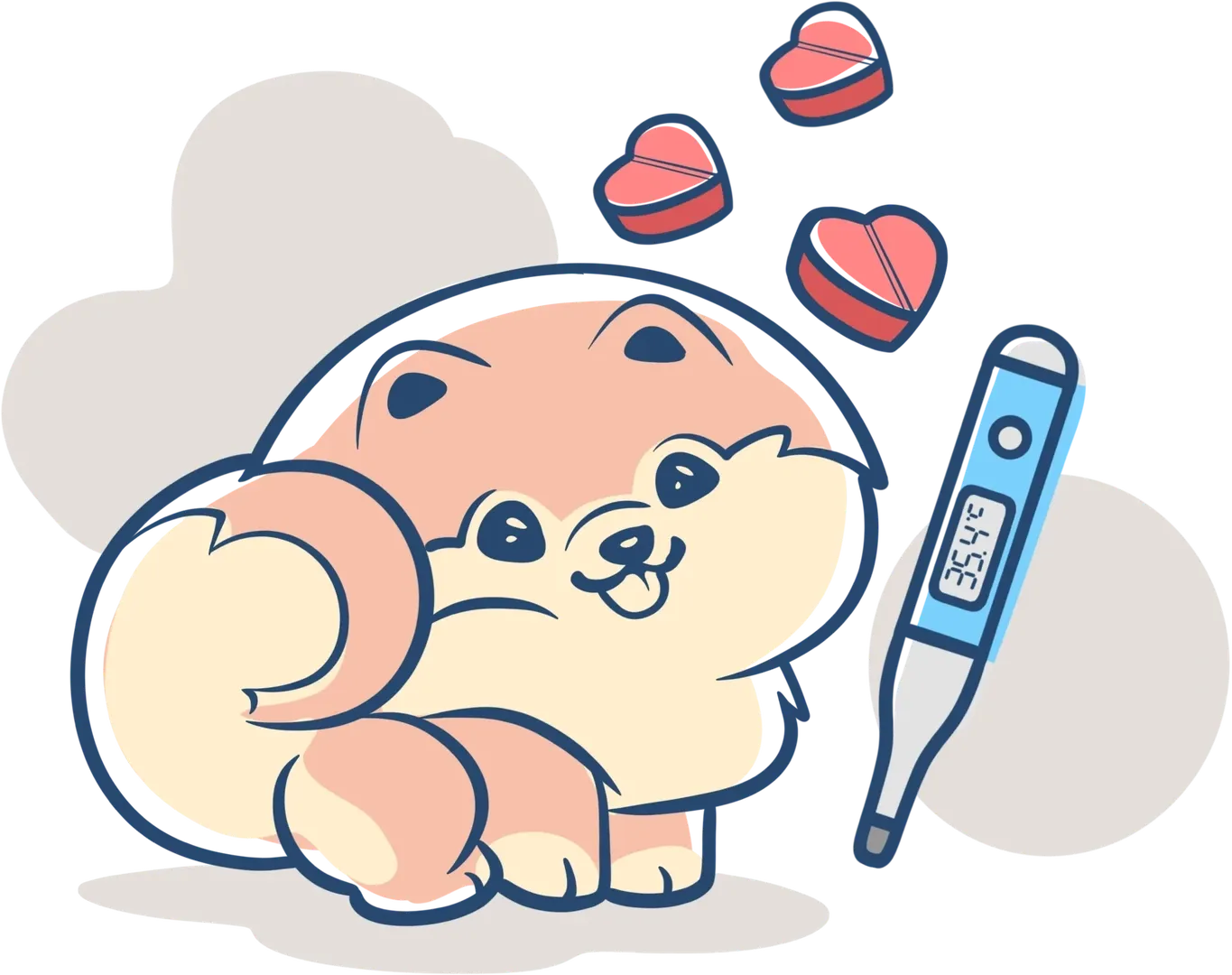 A healthy and happy Pomeranian during a veterinary check-up, symbolising the health and wellbeing guaranteed by Casa dei Pomerania.