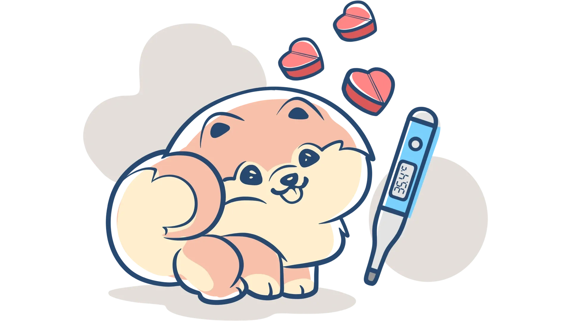 Pomerania sano e felice durante un controllo veterinario, simbolo della salute e del benessere garantiti dall'allevamento Casa dei Pomerania.