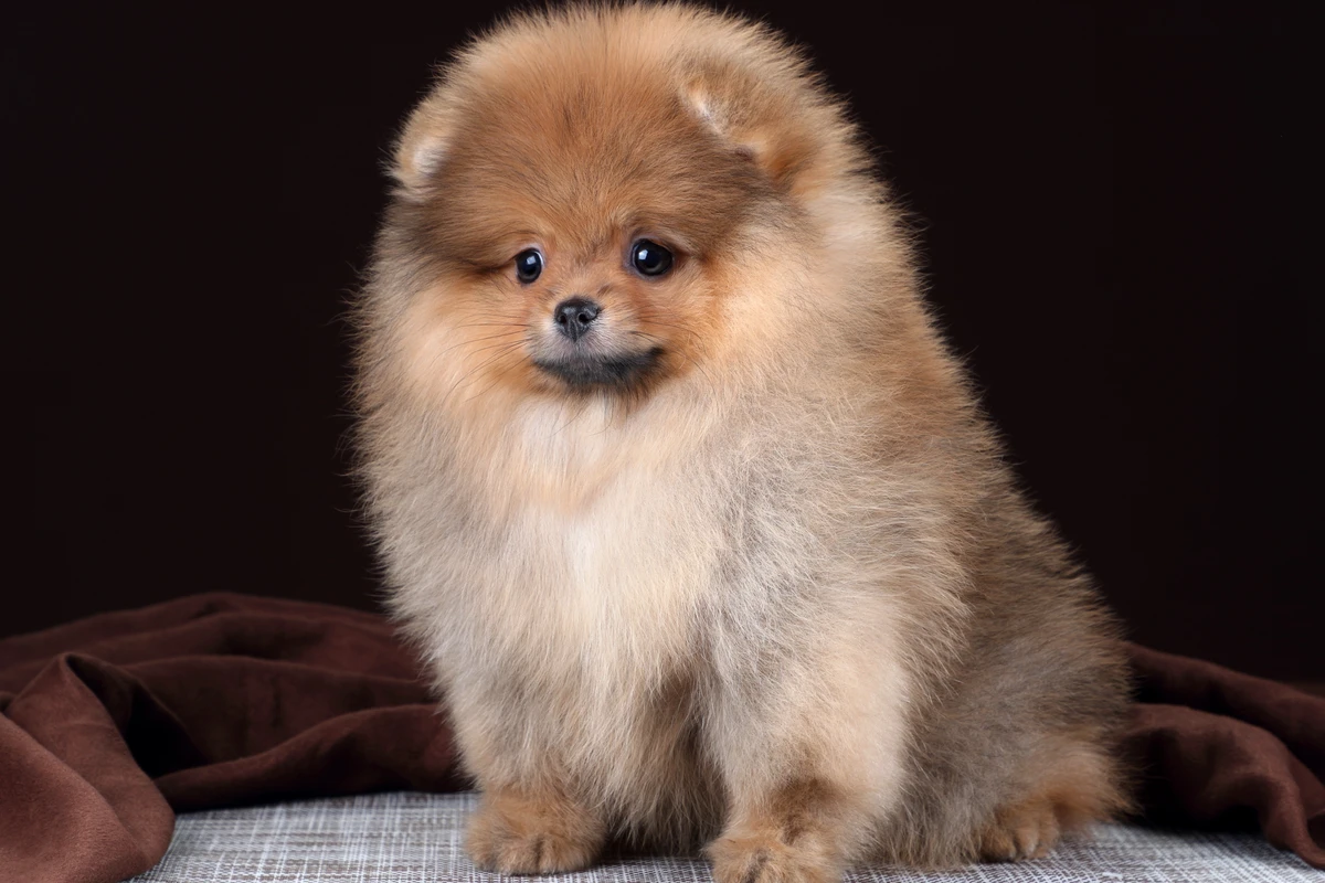 Selezione genetica nei Pomerania