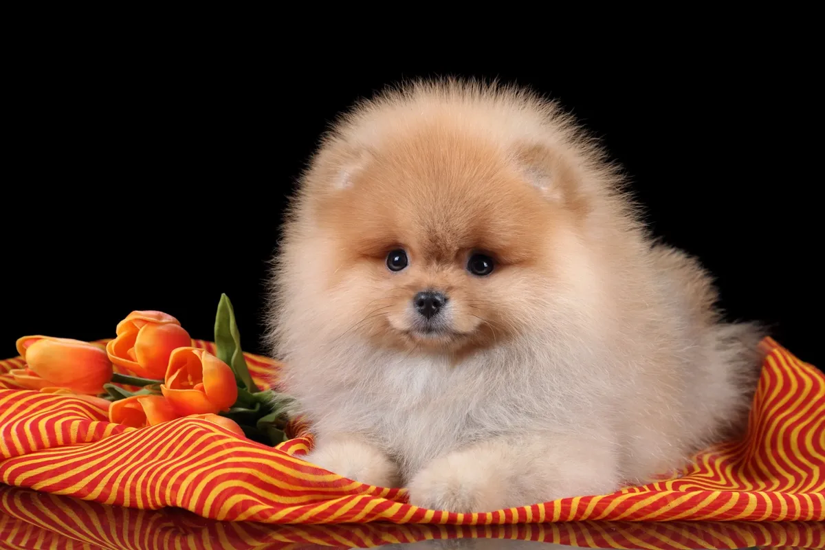 Pomerania adulto educato e toelettato, simbolo dei servizi esclusivi