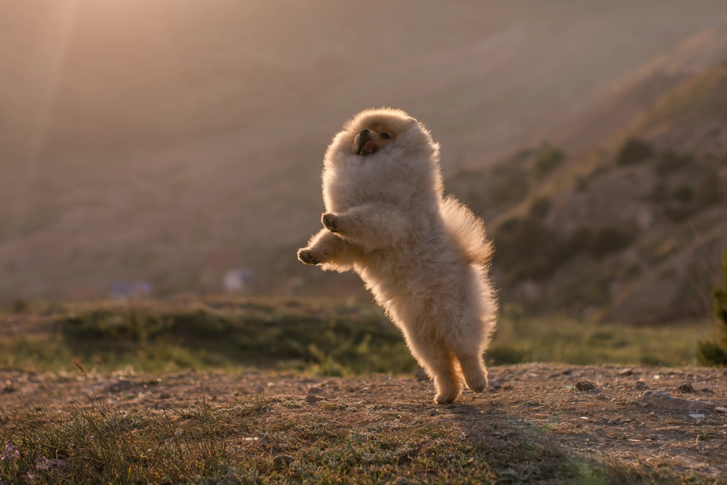 Cofanetto regalo di lusso La Promessa Casa dei Pomerania