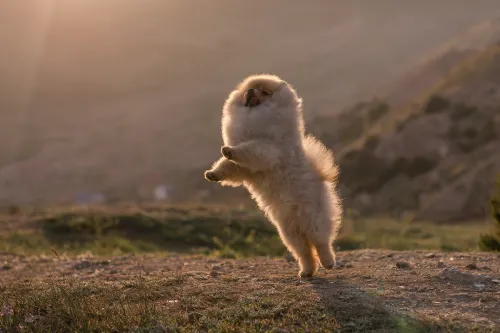 Cofanetto regalo di lusso La Promessa Casa dei Pomerania