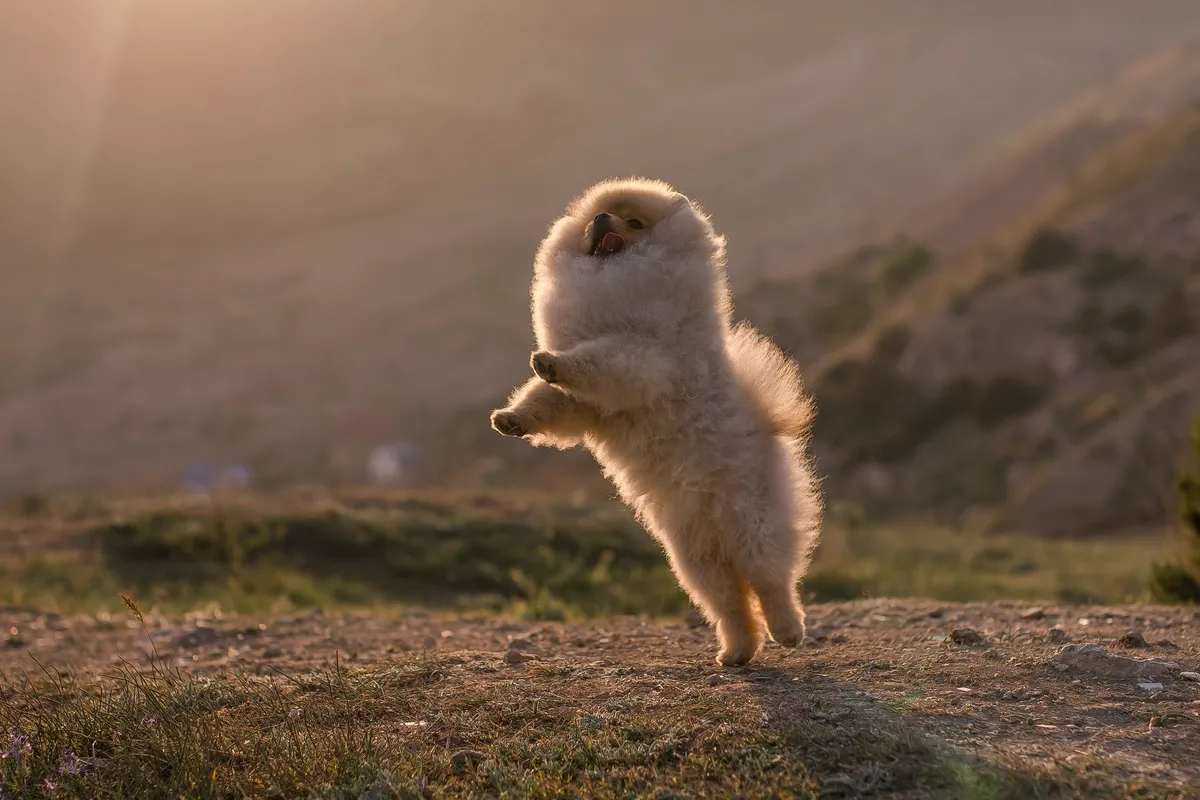 Cuccioli di Pomerania disponibili vicino Rieti e Sabina - Casa dei Pomerania