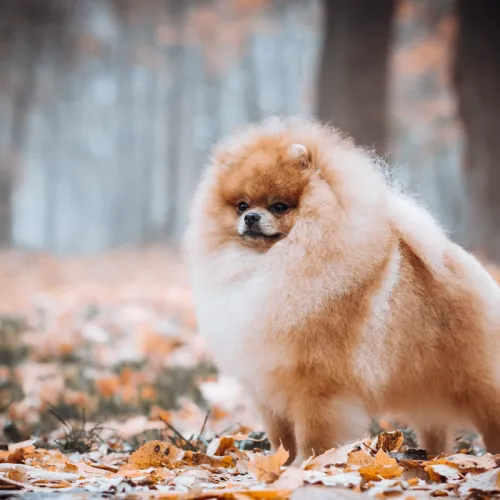 Addestramento Pomerania programma Zero Pensieri