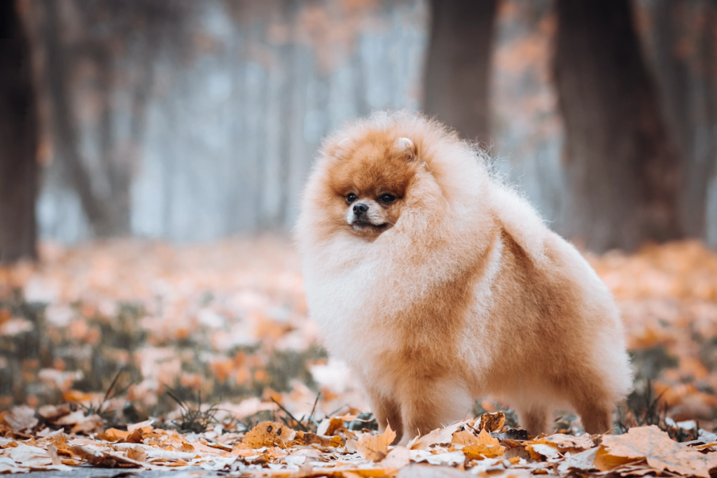 Addestramento Pomerania programma Zero Pensieri