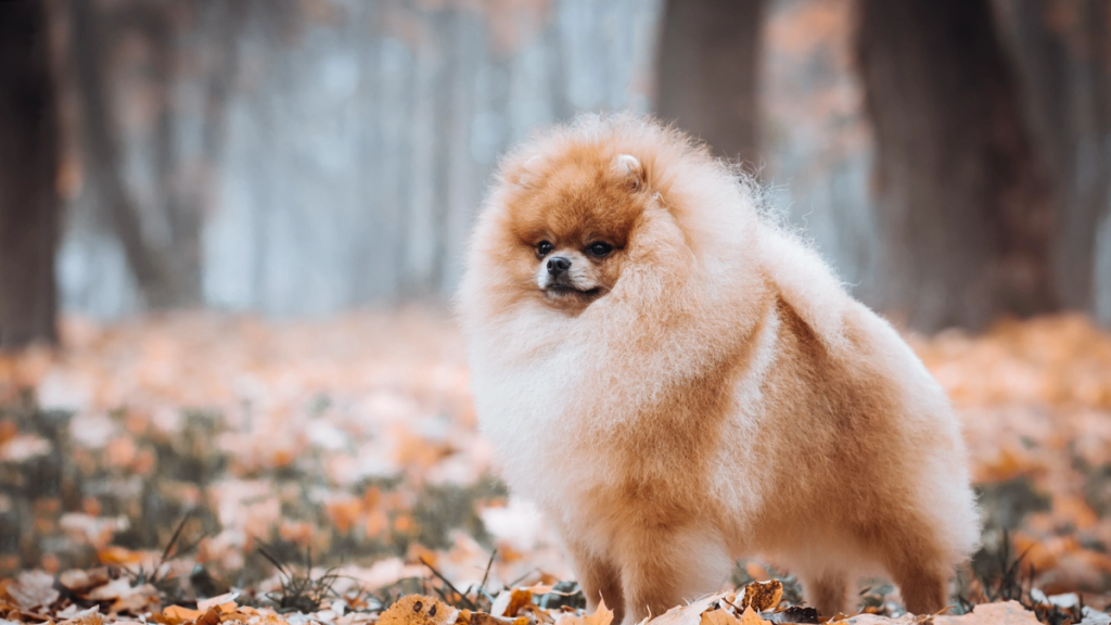 Pomeranian training for the Zero Worries programme
