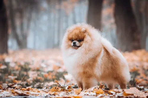 Addestramento Pomerania programma Zero Pensieri