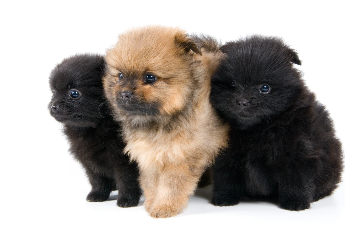 Socializzazione dei Pomerania