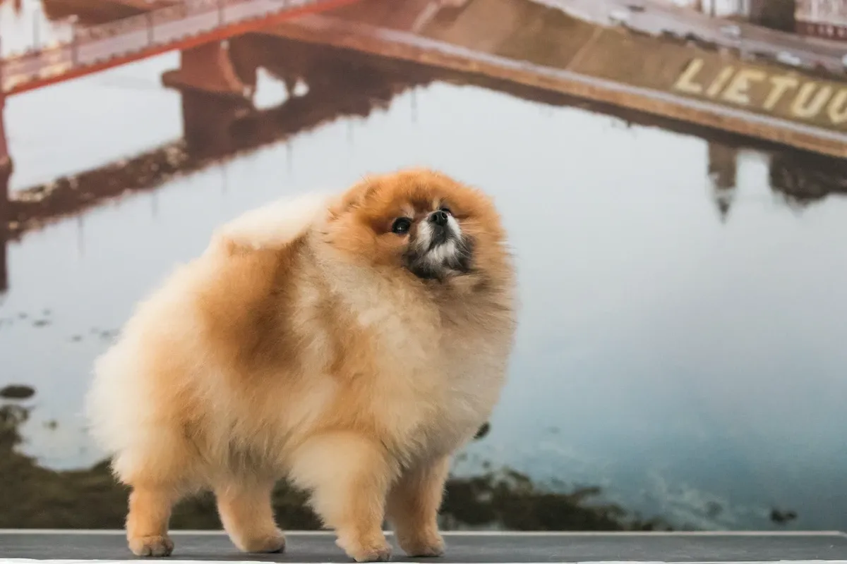 Pomerania arancio crema guarda in alto vicino ad un fiume