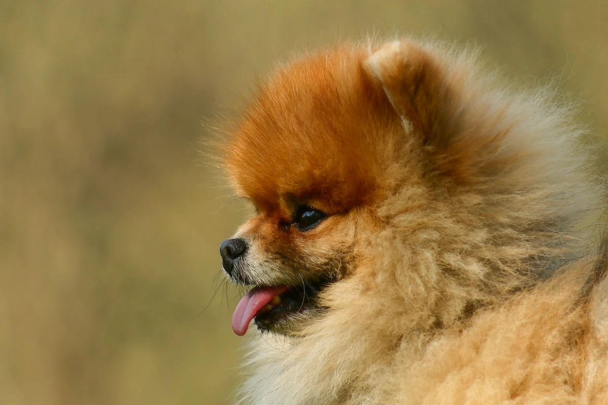 Cucciolo di Pomerania arancio in attenzione