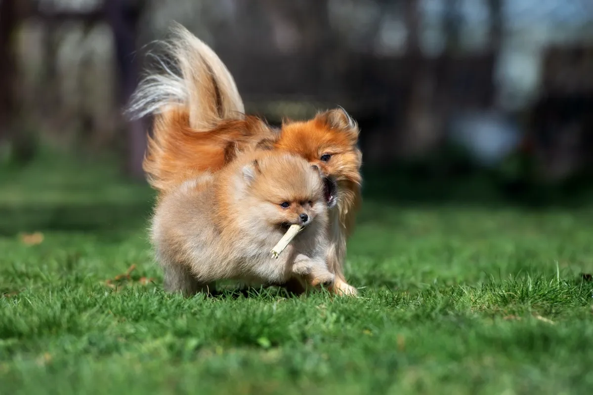 Cucciolo di Pomerania dietro una rete, simbolo dei rischi del mercato non tracciato.