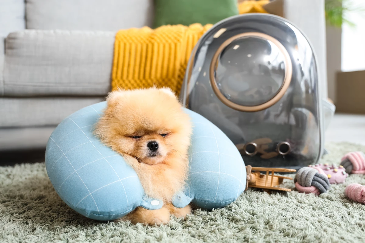 Viaggiare con il Pomerania