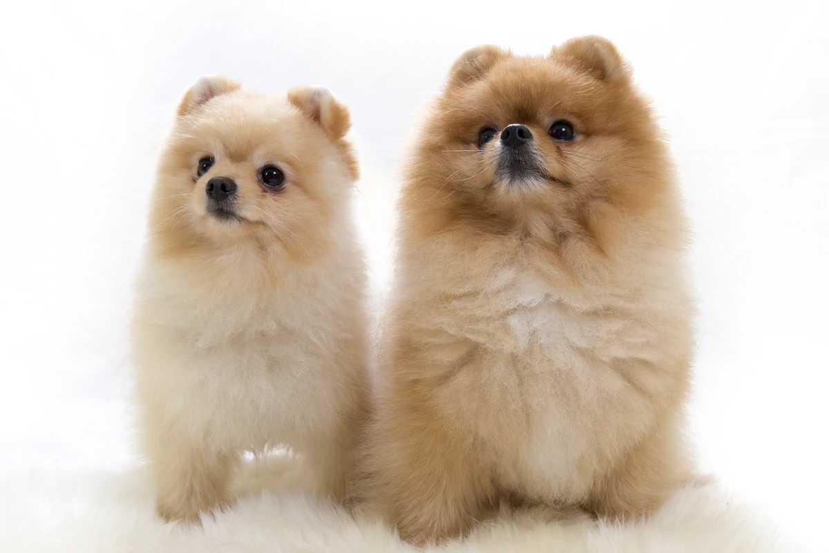 Addestramento Precoce del Pomerania: La Guida Completa per un Cucciolo Educato
