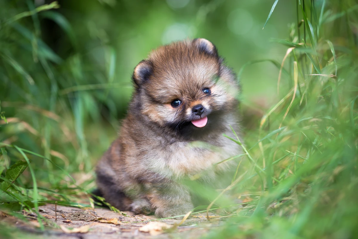 Arricchimento Ambientale per Cuccioli: Come Creare un Pomerania Curioso e Sicuro di Sé