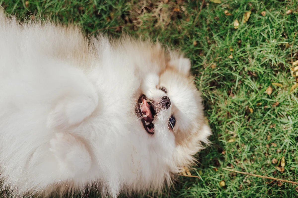 Enteropatia nel Cane: Come un Cambio di Dieta Può Essere la Cura (Guida Pratica)