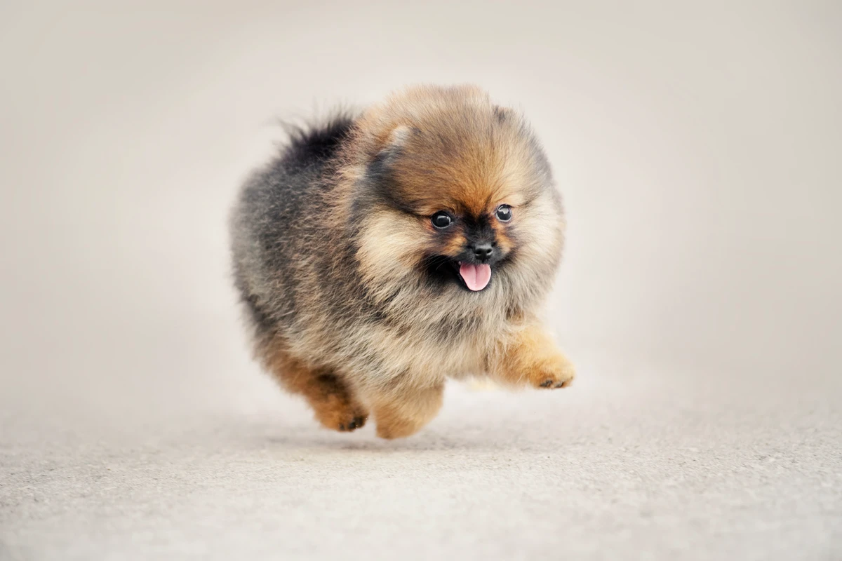 Come Insegnare il Nome al Cucciolo: La Guida Definitiva in 3 Passi