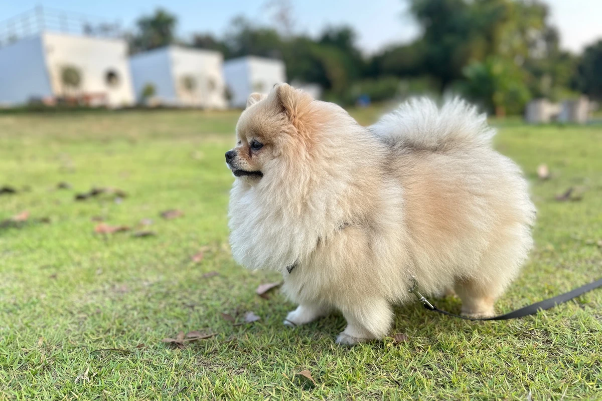 Collare vs. Pettorina per il Pomerania: Perché la Scelta è Obbligata (e Vitale)