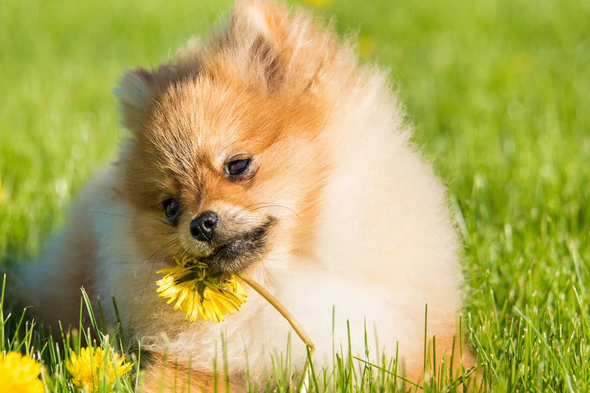 Ansia e Paura nel Pomerania: La Guida Completa per Capire e Aiutare il Tuo Cane