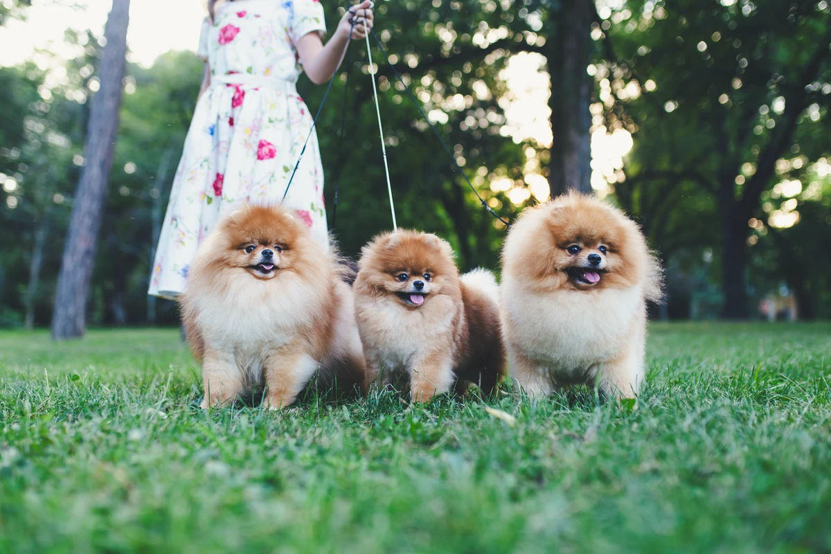 Il Carattere del Pomerania: Pregi, Difetti e Guida alla Gestione