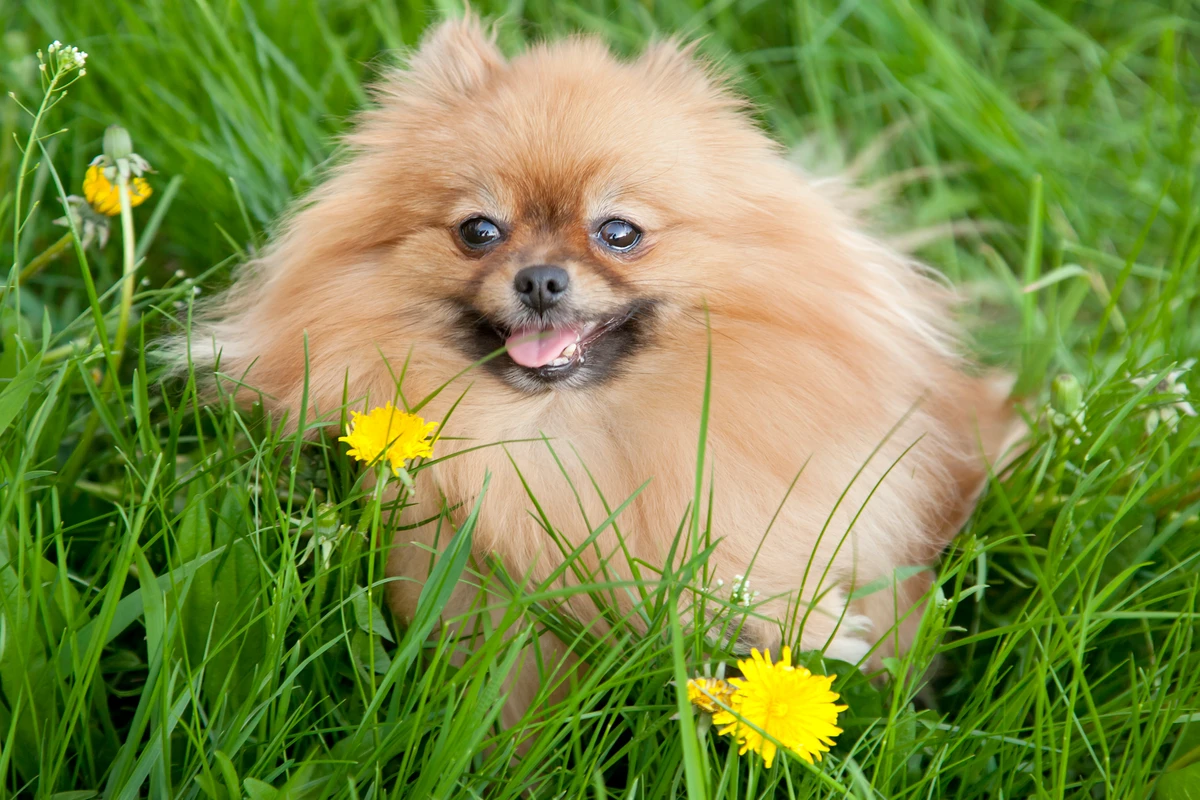 Il Gioco nel Pomerania: Guida a Come Giocare Correttamente con il Tuo Cucciolo