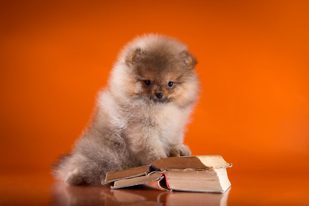 Il Pedigree del Cane: Cos'è, Perché è Obbligatorio e Come Leggerlo