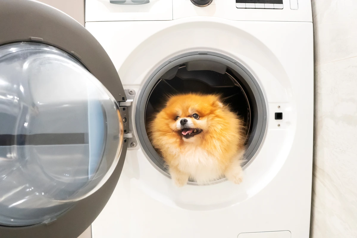 Crate Training per Pomerania: Guida per Creare una Tana Sicura e Felice