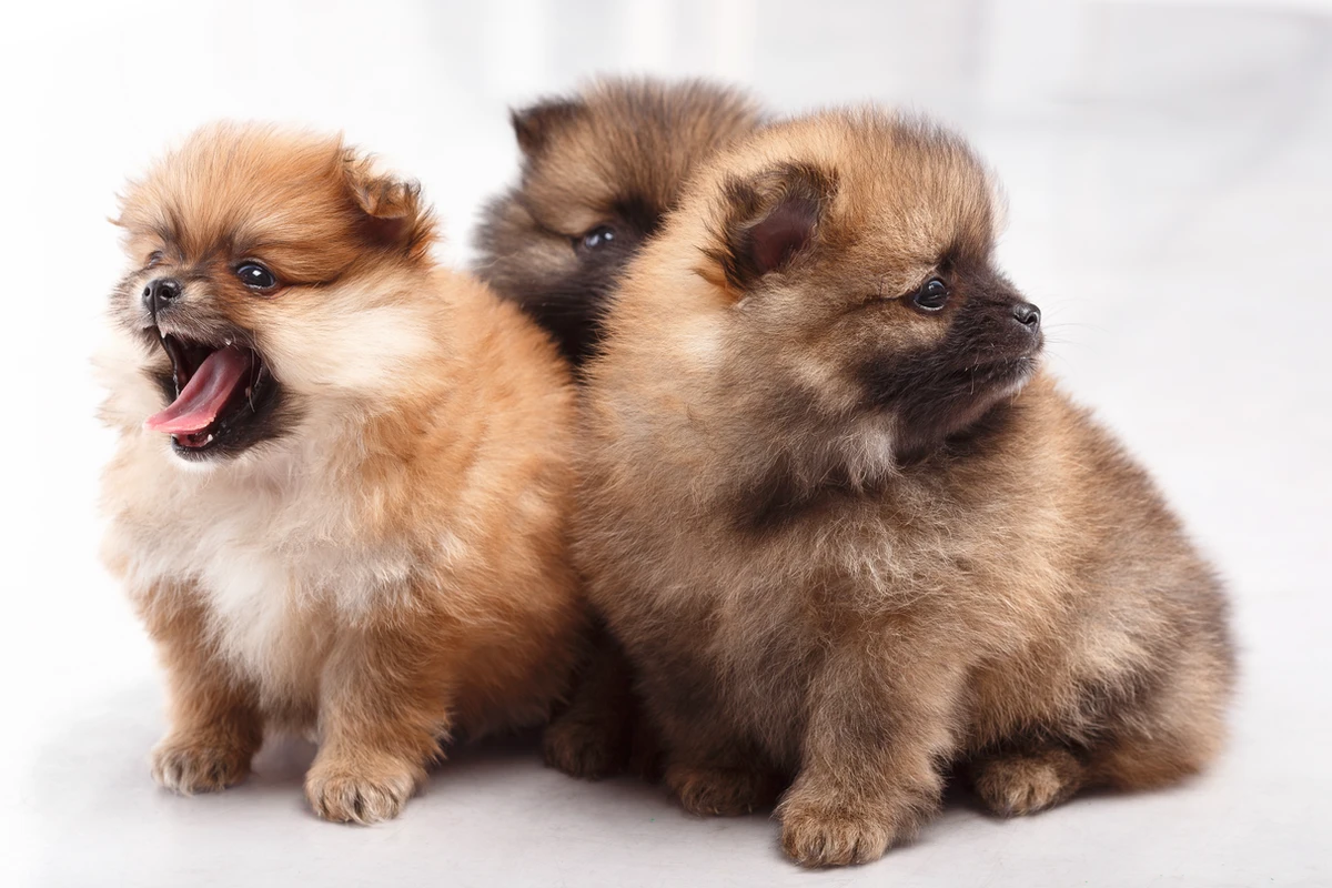 Dieta del Pomerania: Guida Completa all'Alimentazione per Cuccioli, Adulti e Senior