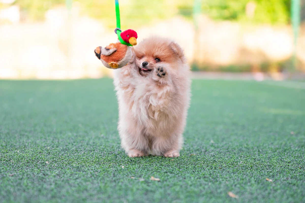 Esercizio per il Pomerania: La Guida Completa per un Cane Sano e Felice