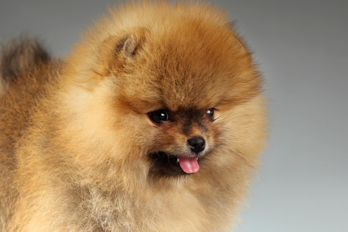 Genetica vs. Ambiente: Cosa Plasma Davvero il Carattere del Tuo Pomerania?
