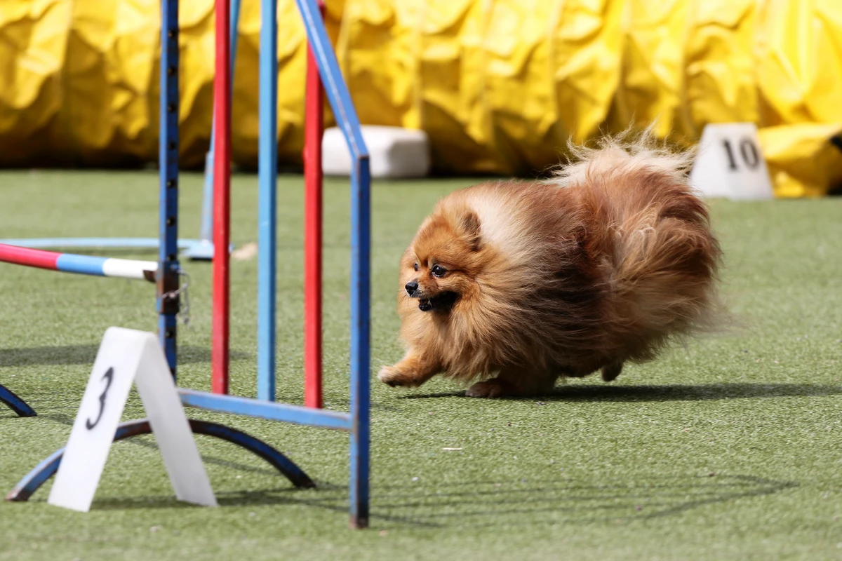 Sport per Pomerania: Agility, Rally-O e Dog Dance per un Cane Felice